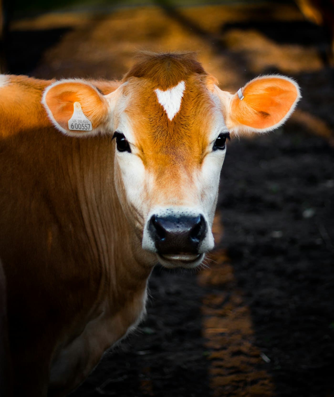 From Farm to Future