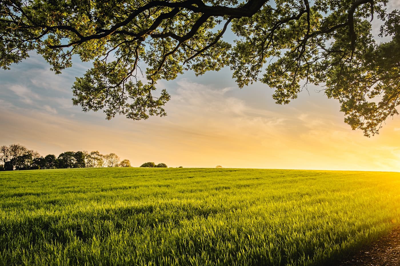 Trusted Agro Experts Since 2015