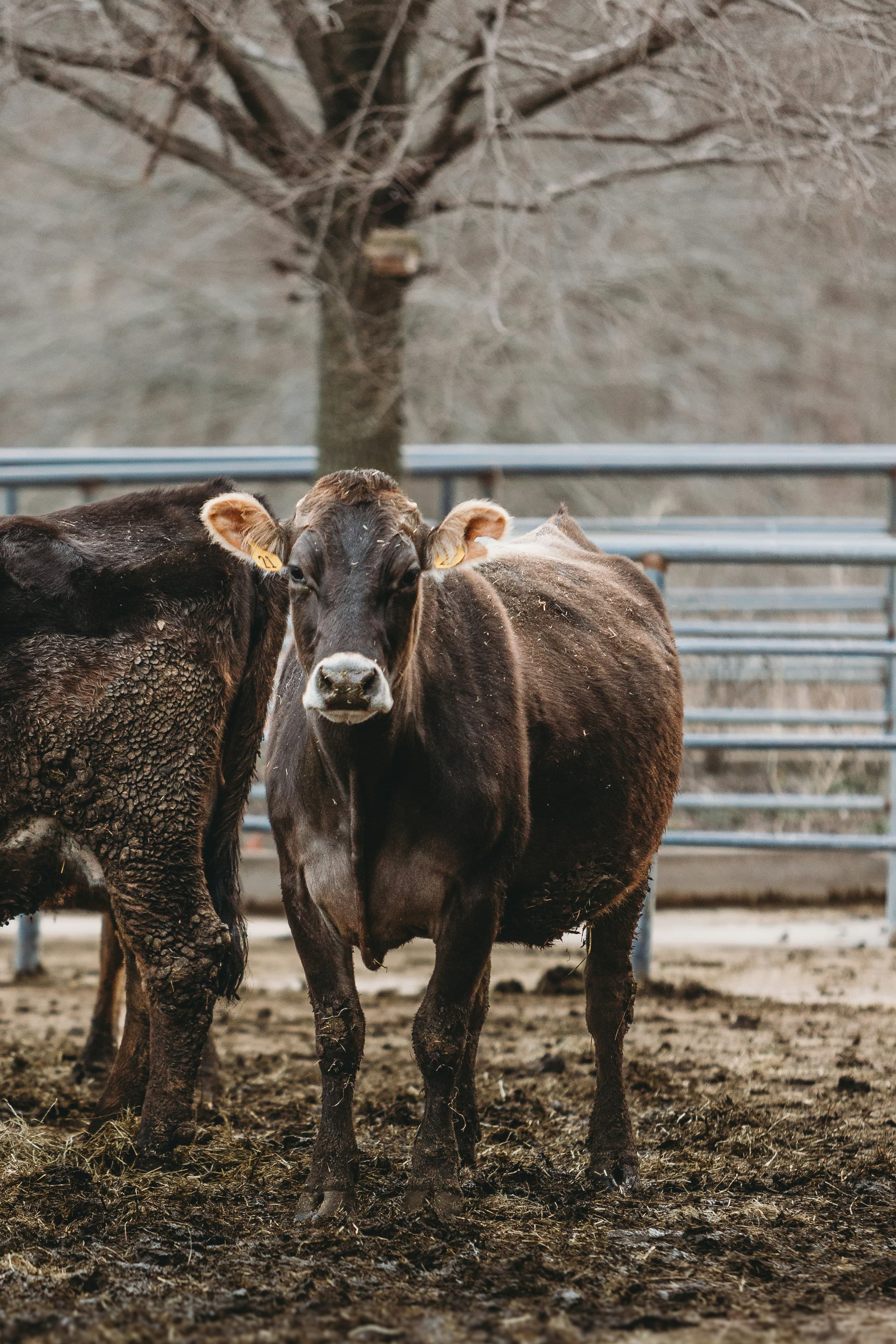 Commercial Cow Farms
