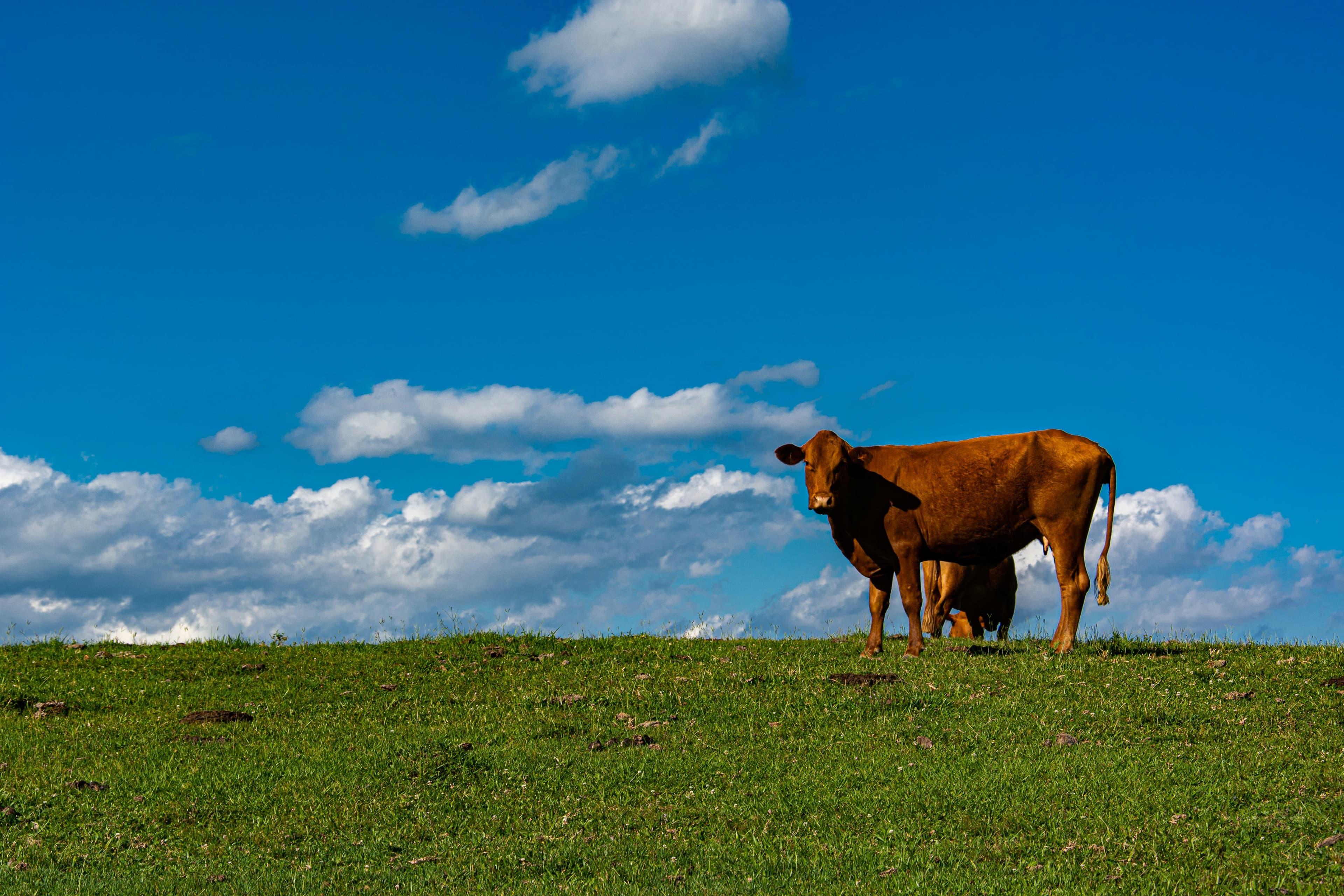 Livestock (Cow Farming)